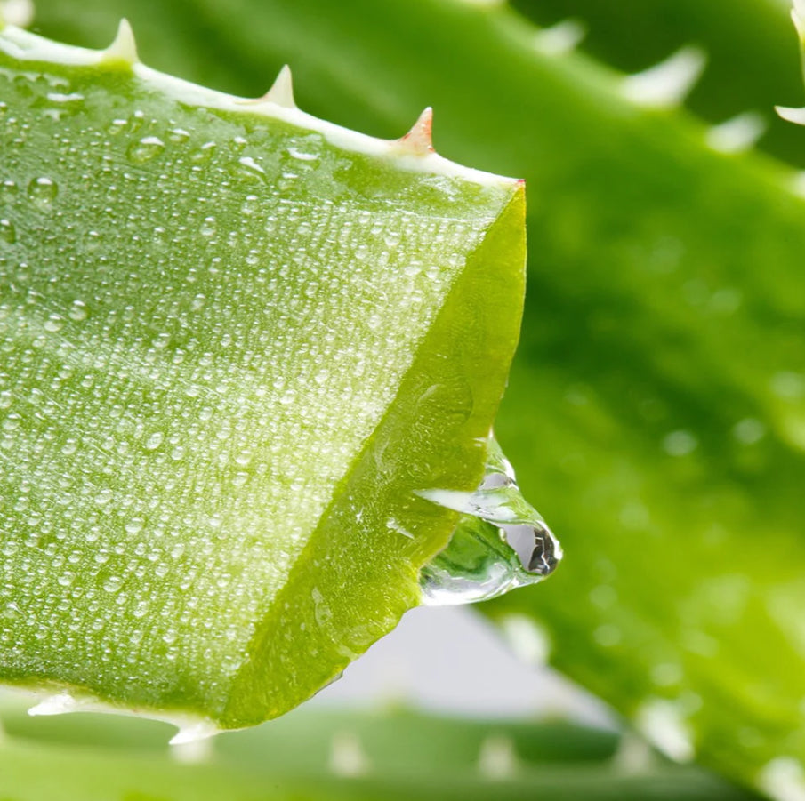 【預訂】MESSEGUE Organic Aloe Vera Gel 有機蘆薈凝膠 200ML