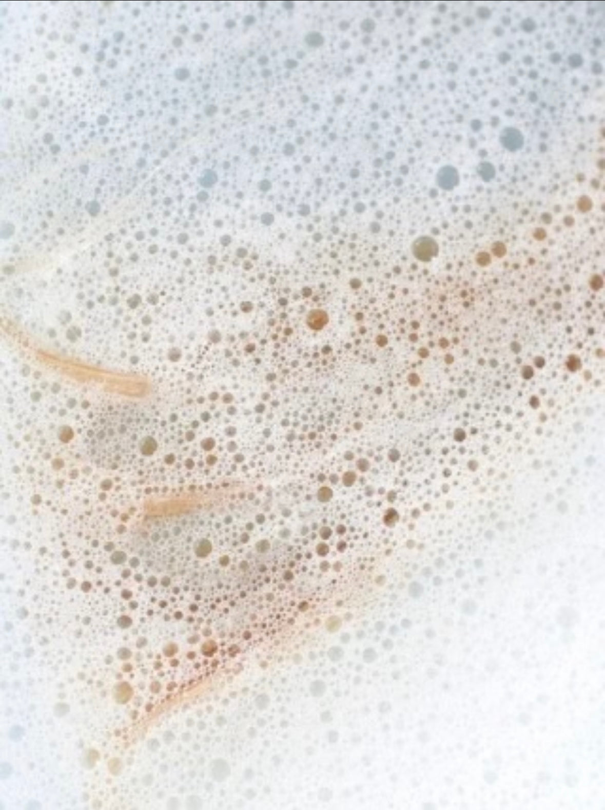 Blossom Colour Care Shampoo, Peachy Grapefruit Zest 花朵顏色護理洗髮水(400ML)