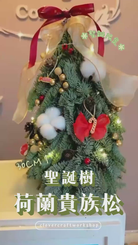 【製成品/工作坊】新鮮荷蘭貴族松聖誕樹（30CM聖誕樹）